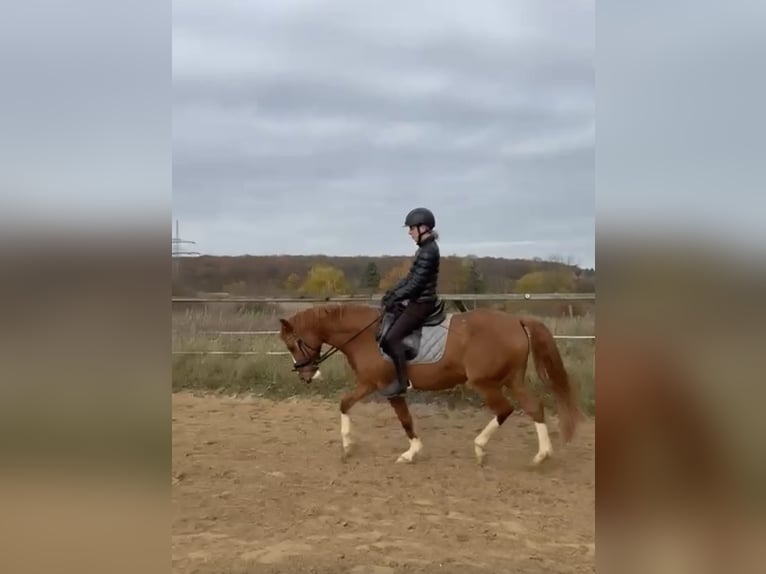 Reitbeteiligung gesucht [Mensch sucht Pferd]