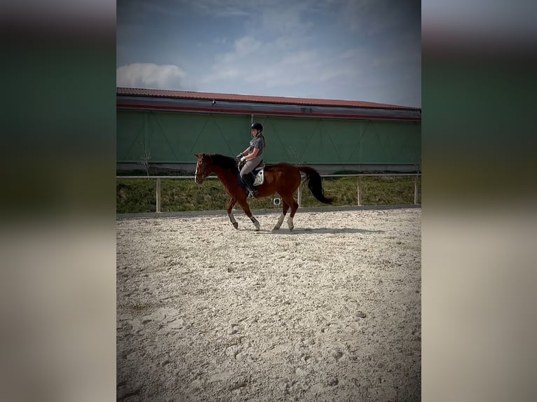 Reitbeteiligung gesucht Mensch sucht Pferd 