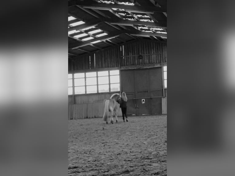 Reitbeteiligung gesucht (Mensch sucht Pferd)