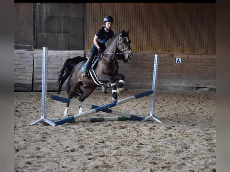 Reitbeteiligung gesucht (Mensch sucht Pferd)