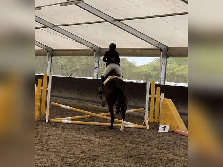 Reitbeteiligung gesucht Mensch sucht Pferd 