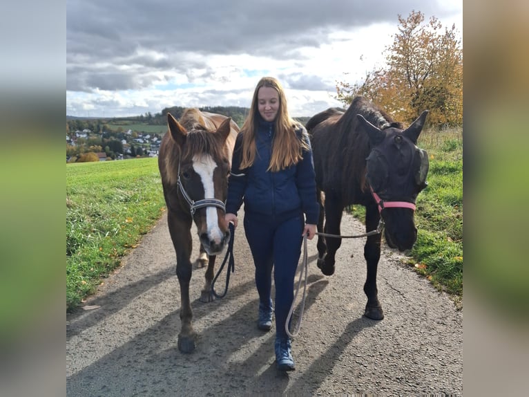Reitbeteiligung gesucht (Mensch sucht Pferd)