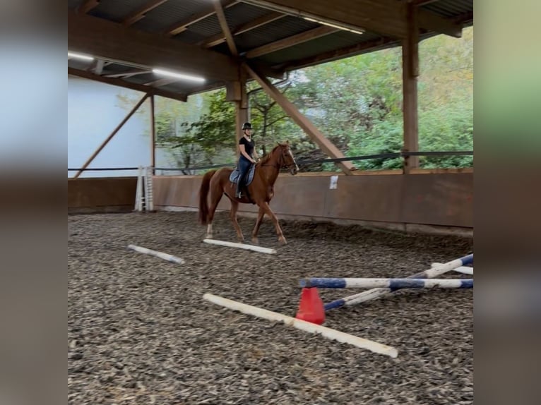 Reitbeteiligung gesucht (Mensch sucht Pferd)