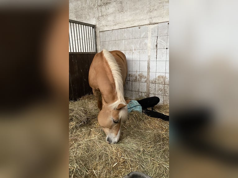 Reitbeteiligung gesucht (Mensch sucht Pferd)