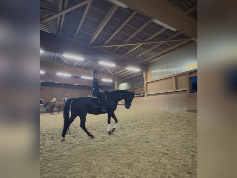 Reitbeteiligung gesucht [Mensch sucht Pferd]
