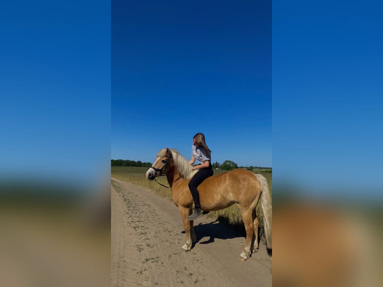 Reitbeteiligung gesucht (Mensch sucht Pferd)