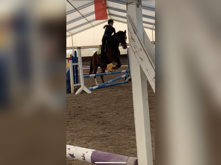 Reitbeteiligung gesucht Mensch sucht Pferd 