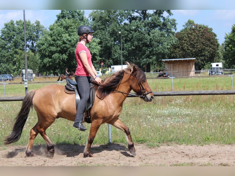 Reitbeteiligung gesucht (Mensch sucht Pferd)  Reitbeteiligung gesucht (Mensch sucht Pferd)