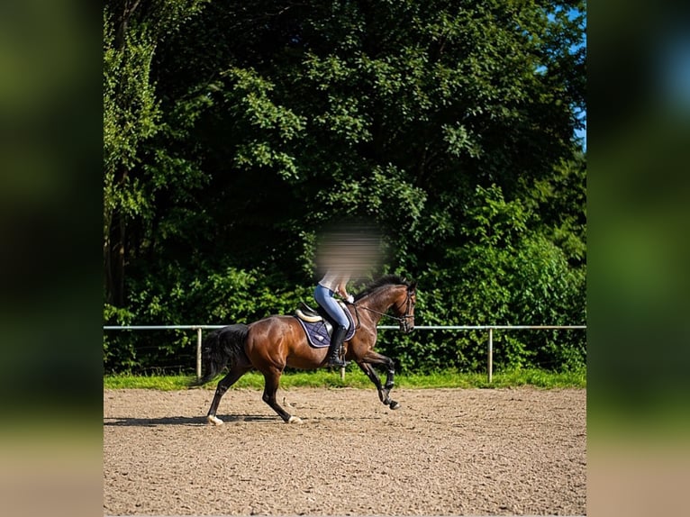 Reitbeteiligung gesucht (MsP)