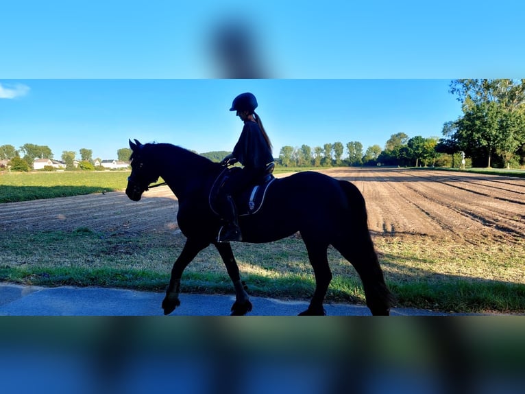 Reitbeteiligung gesucht (MsP)