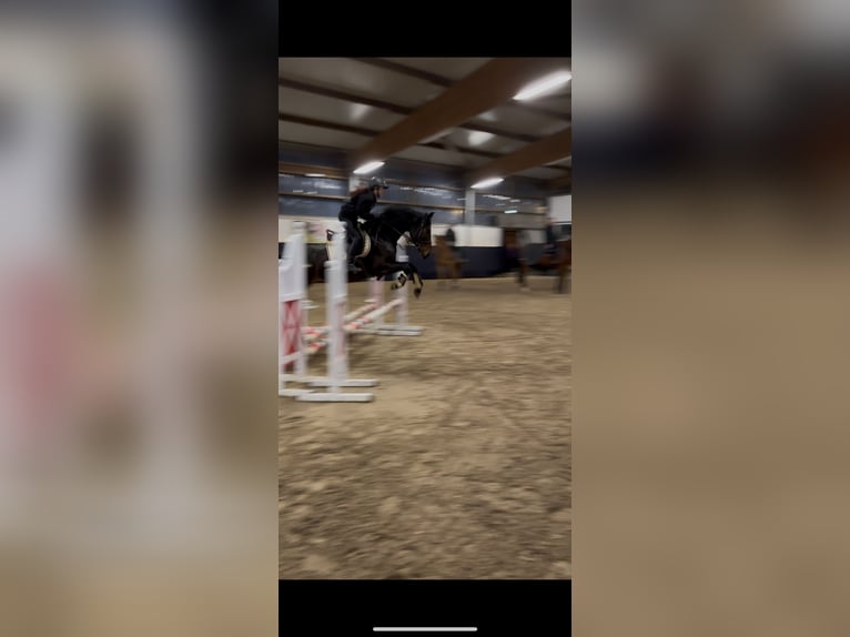 Reitbeteiligung gesucht (MsP)