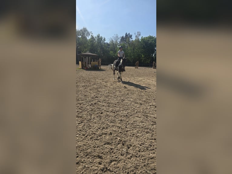 Reitbeteiligung gesucht (MsP)