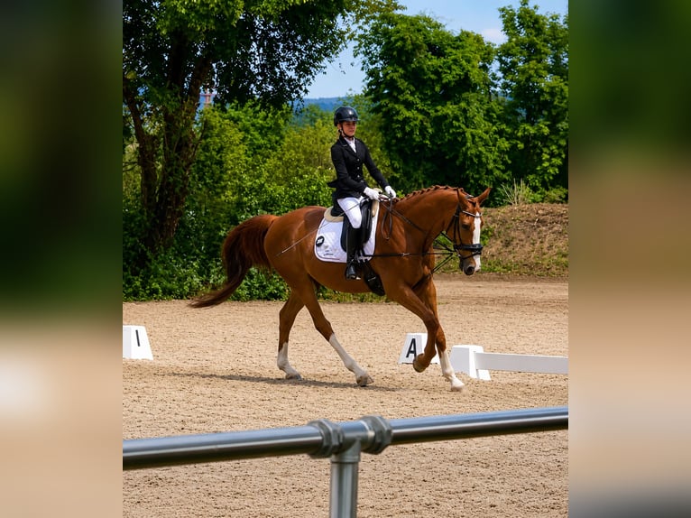 Reitbeteiligung gesucht (MsP)