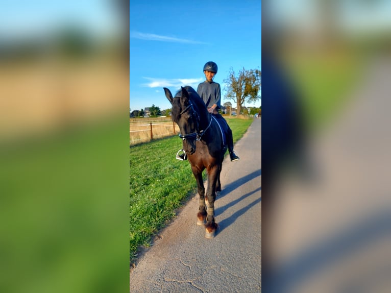 Reitbeteiligung gesucht (MsP)