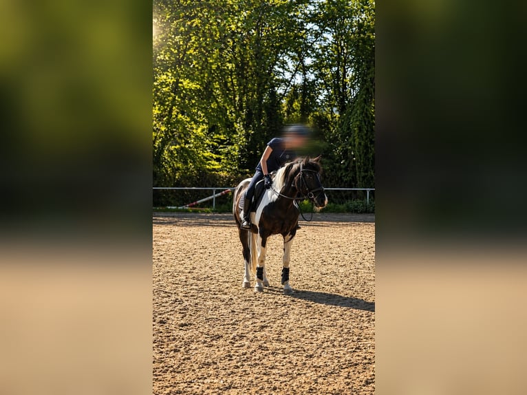 Reitbeteiligung gesucht (MsP)