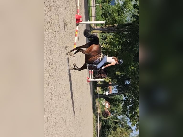 Reitbeteiligung gesucht (MsP)