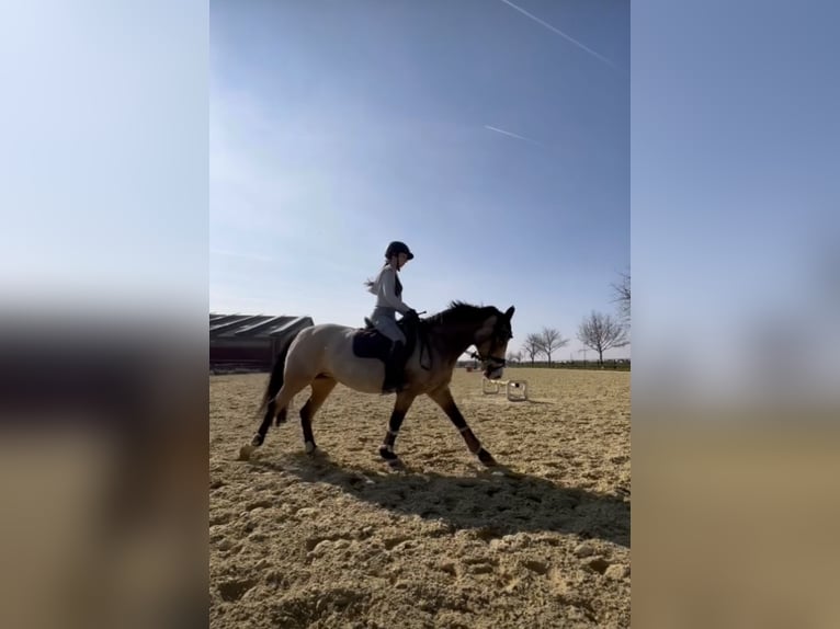 Reitbeteiligung gesucht (MsP)