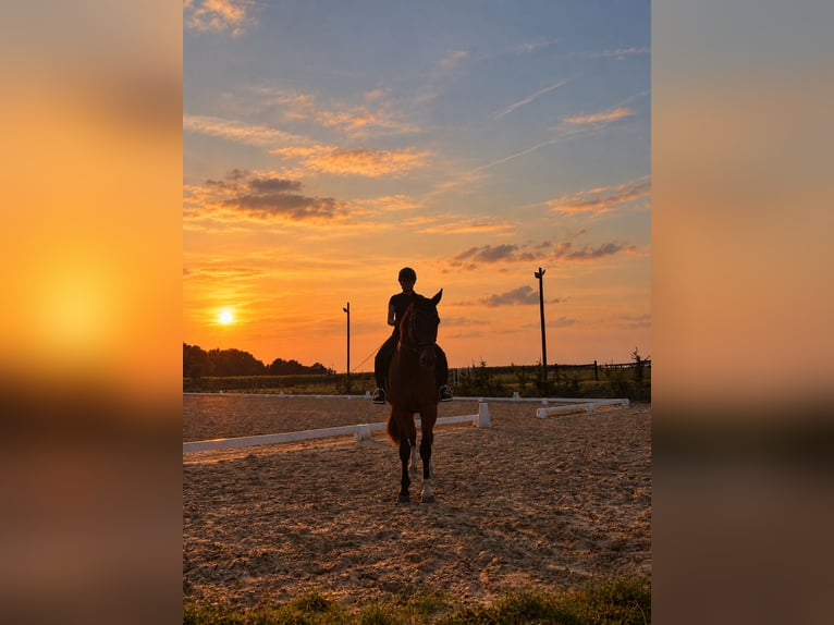 Reitbeteiligung gesucht (MsP)