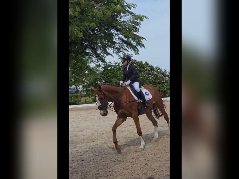Reitbeteiligung gesucht (MsP)