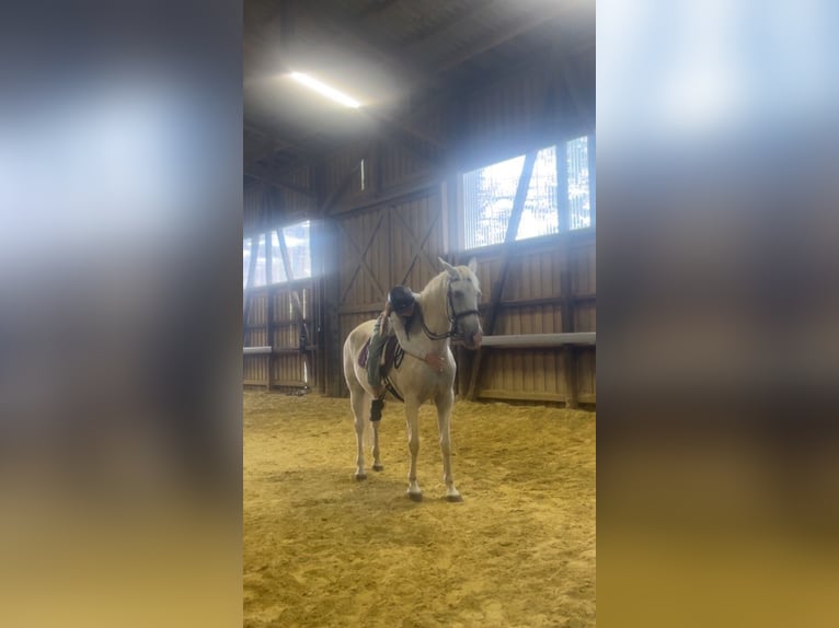 Reitbeteiligung gesucht (MsP)