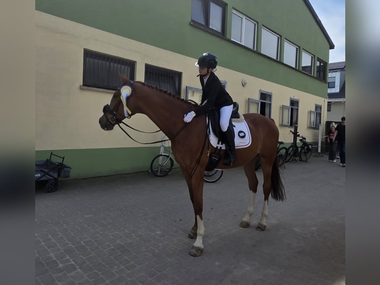 Reitbeteiligung gesucht (MsP)