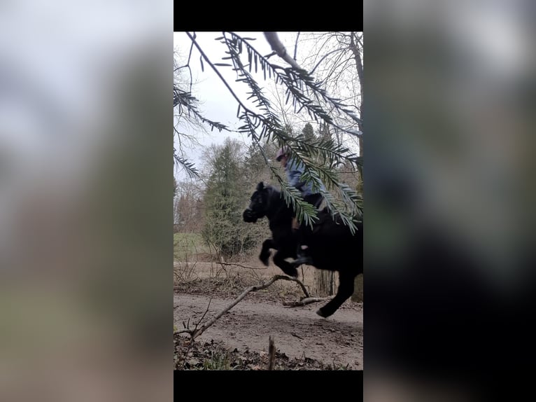 Reitbeteiligung gesucht Nidwalden.