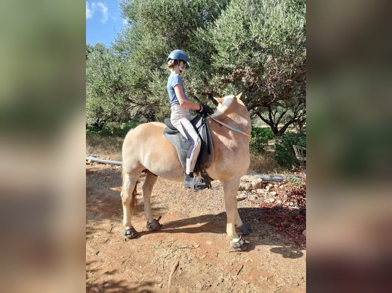 Reitbeteiligung gesucht Nidwalden.