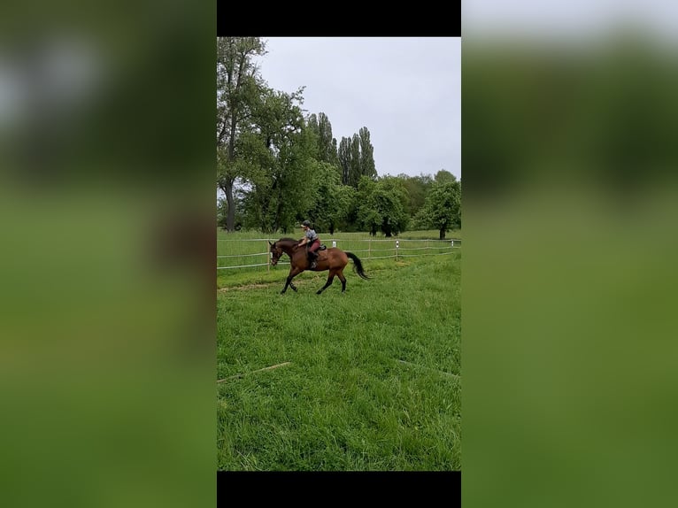 Reitbeteiligung gesucht (R.s.P.)