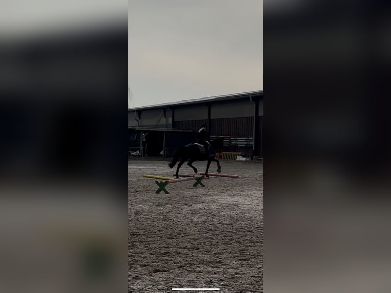 Reitbeteiligung gesucht (R.s.P.)