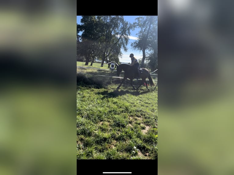 Reitbeteiligung gesucht (R.s.P.)