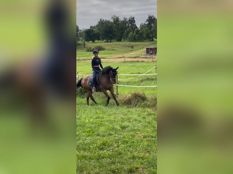 Reitbeteiligung gesucht (R.s.P.)