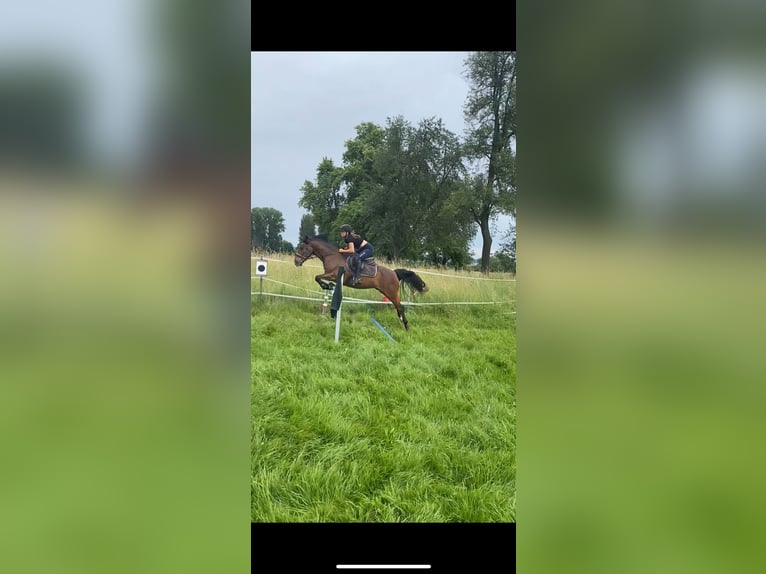 Reitbeteiligung gesucht (R.s.P.)