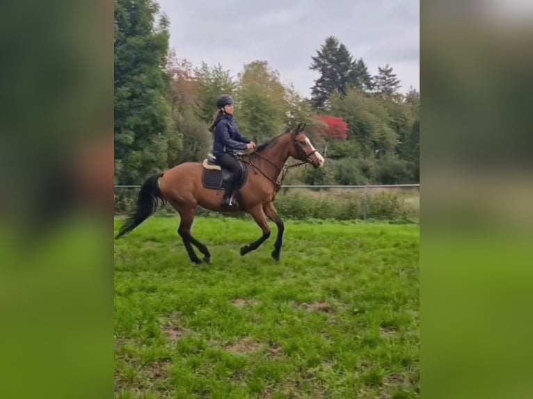 Reitbeteiligung gesucht Reiter sucht Pferd