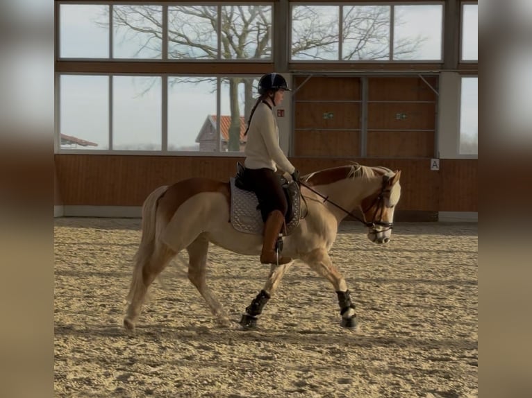 Reitbeteiligung gesucht (Reiter sucht Pferd)