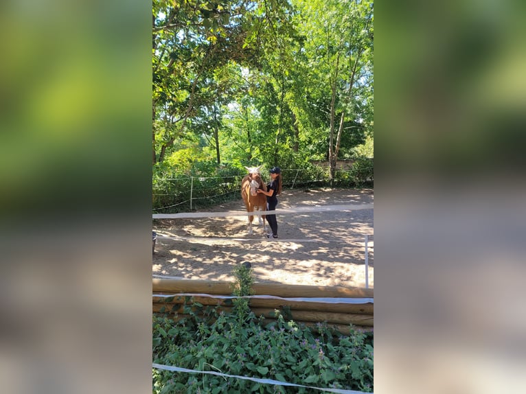 Reitbeteiligung gesucht Reiter sucht Pferd