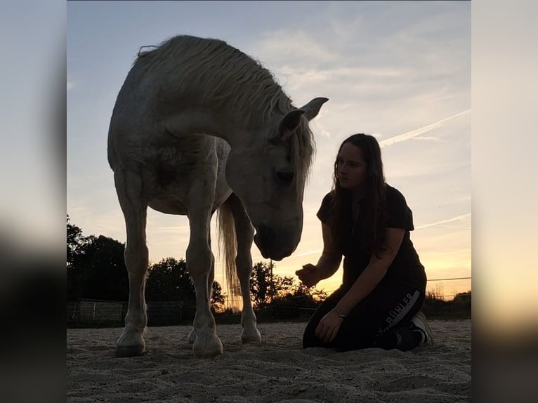Reitbeteiligung gesucht (Reiter sucht Pferd) Reitbeteiligung gesucht (Reiter sucht Pferd)