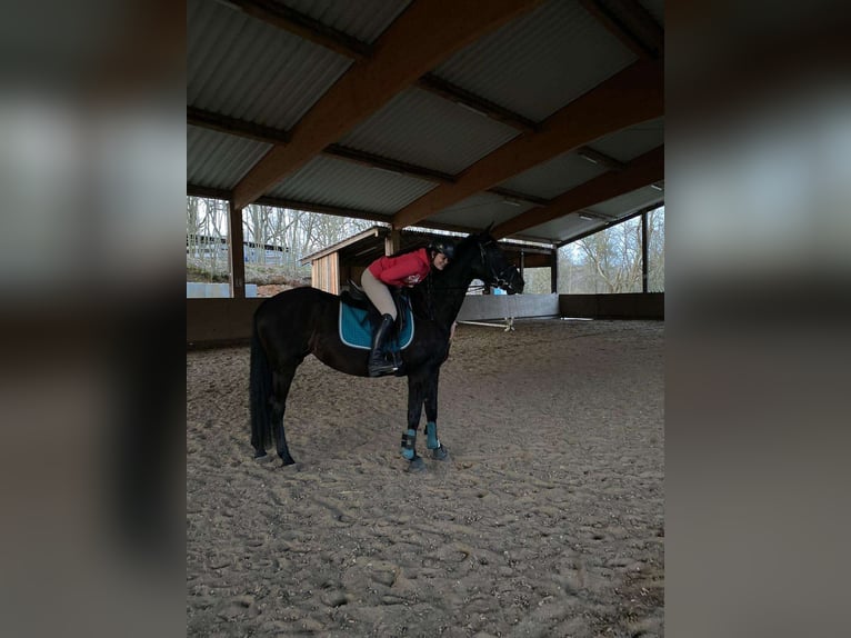Reitbeteiligung gesucht - Reiter sucht Pferd