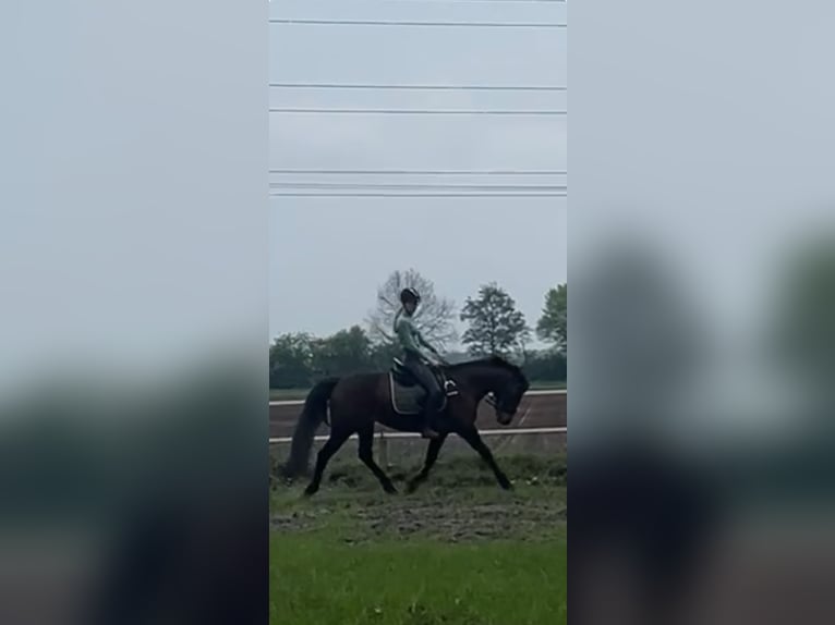 Reitbeteiligung gesucht (Reiter sucht Pferd)