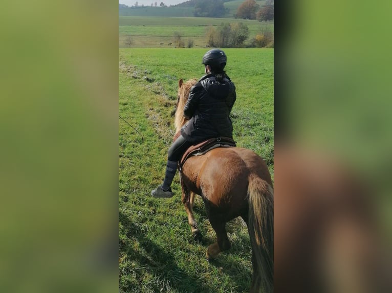 Reitbeteiligung gesucht - Reiter sucht Pferd