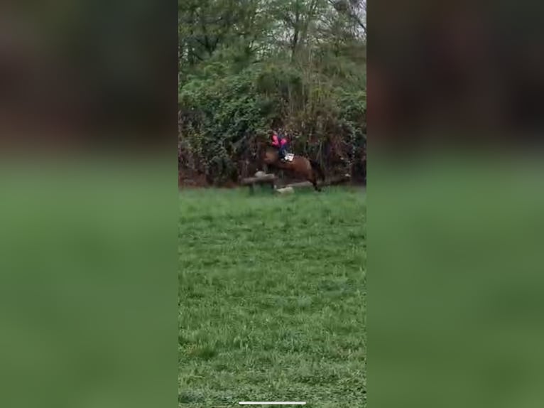 Reitbeteiligung gesucht (Reiter sucht Pferd)