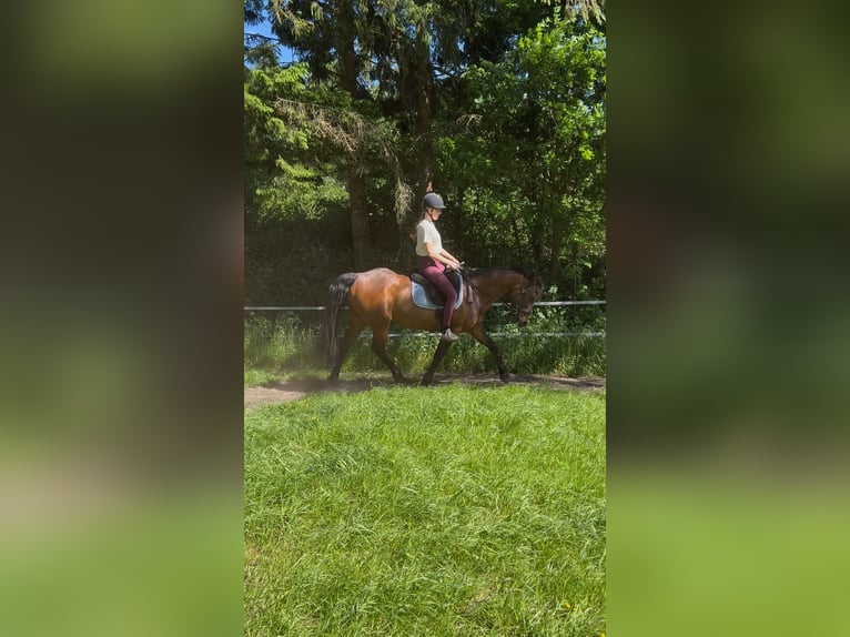 Reitbeteiligung gesucht (Reiter sucht Pferd)