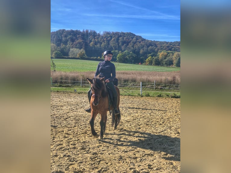 Reitbeteiligung gesucht! (Reiter sucht Pferd)