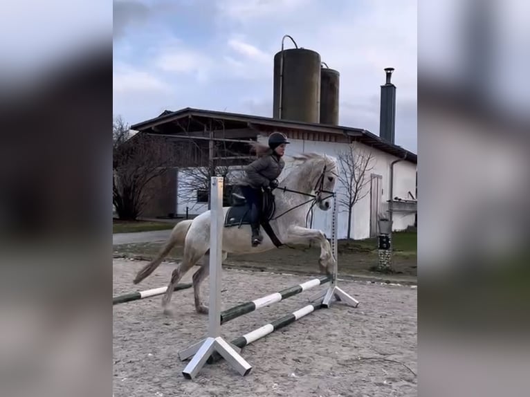 Reitbeteiligung gesucht! Reiter sucht Pferd