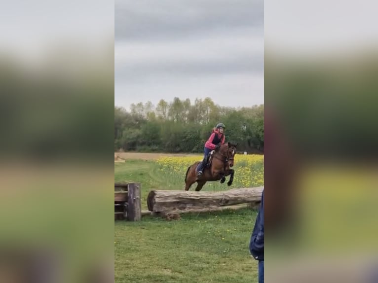 Reitbeteiligung gesucht (Reiter sucht Pferd)