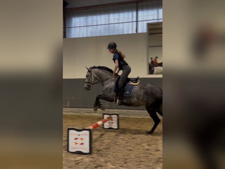 Reitbeteiligung gesucht (Reiter sucht Pferd)