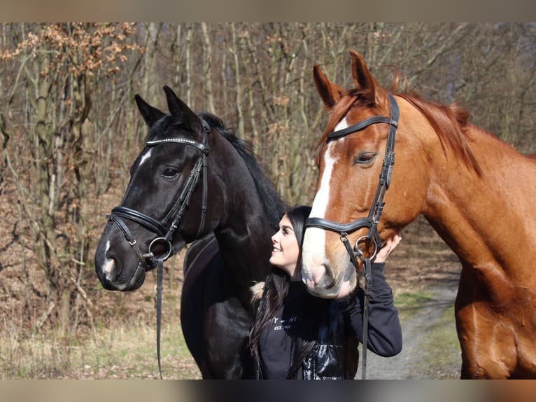 Reitbeteiligung gesucht - Reiter sucht Pferd