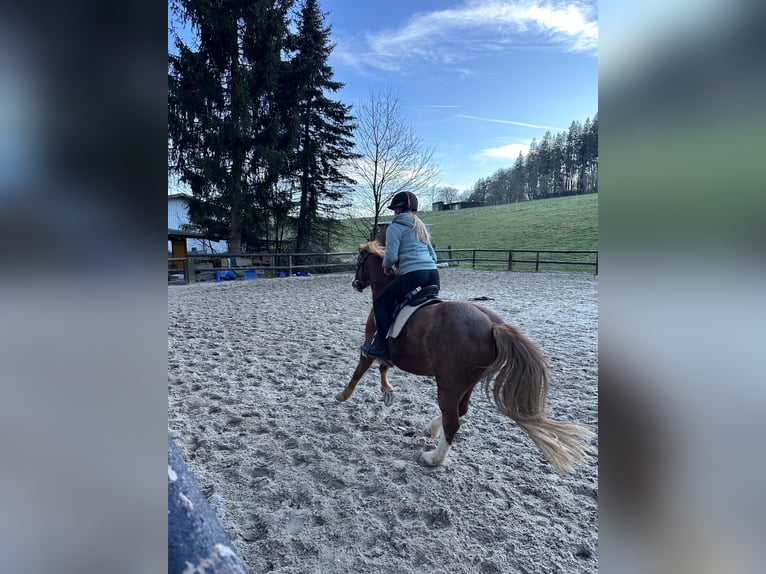 Reitbeteiligung gesucht ( Reiter sucht Pferd ) 