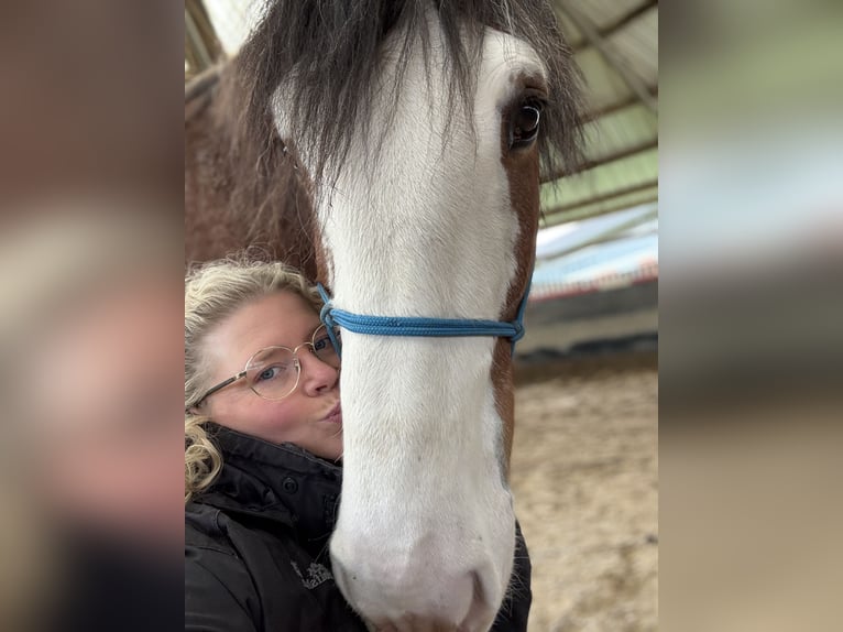 Reitbeteiligung gesucht; Reiter sucht Pferd 