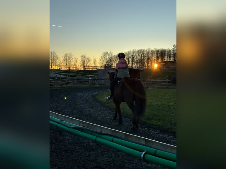 Reitbeteiligung gesucht ( Reiter sucht Pferd ) 