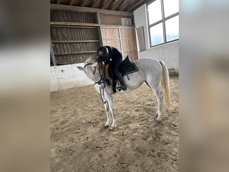 Reitbeteiligung gesucht! Reiter sucht Pferd